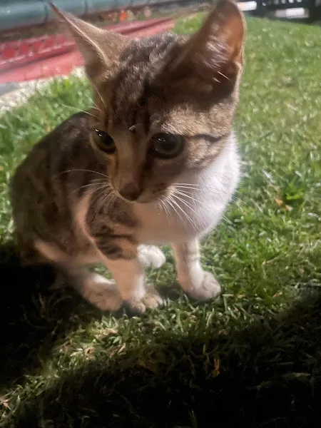 Ümraniye Akça Veteriner Kliniği foto 2