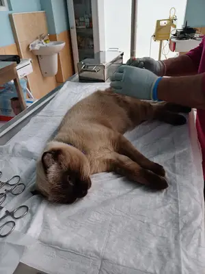 Vetrabzon Veteriner Kliniği