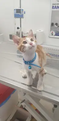 Pandodin Veteriner Kliniği