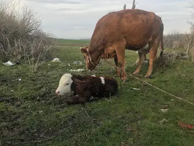 Yamaç Veteriner Kliniği