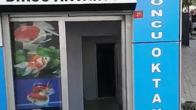 Birsu akvaryum JAPONCU OKTAY