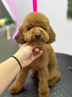 Pet Kuaför Cansu