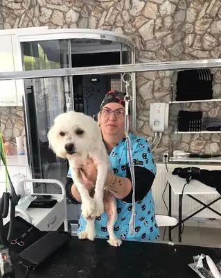 Petarte Pet Kuaför