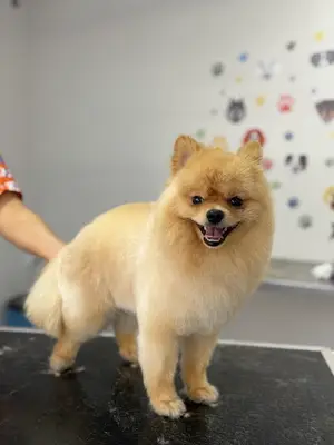 Pera Pet Store&Coiffeur