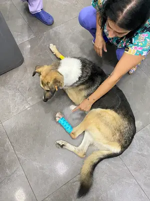 PETCORNER VETERİNER POLİKLİNİĞİ