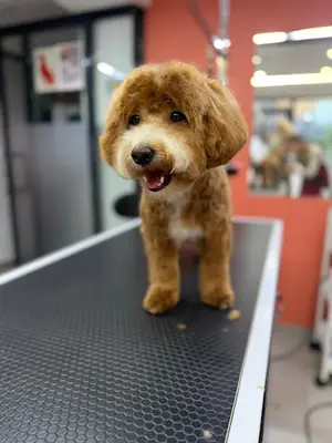 Beşiktaş Pet Kuaför