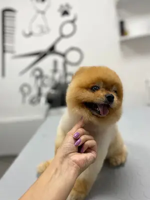 Pet Kuaför | Petibom Kedi Köpek Kuaförü