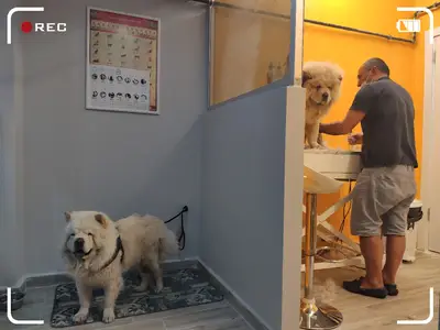 Snoopy Pet Kuaförü