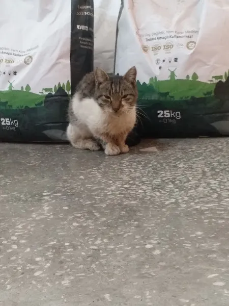 Şimşek Veteriner Kliniği foto 1