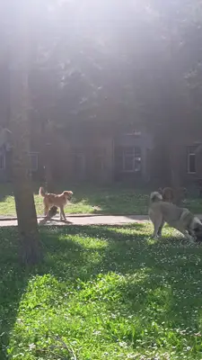 İÜC Veteriner Fakültesi Hastanesi