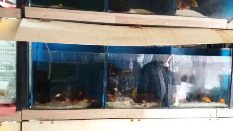 Saygılı Kuş ve Akvaryum foto 2