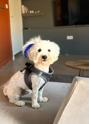 Bodrum Kaju Pet Pansiyon