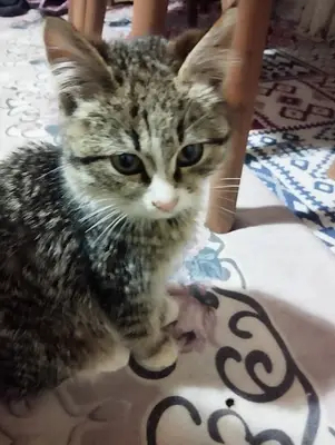 Veteriner Hekim Ali Güngören