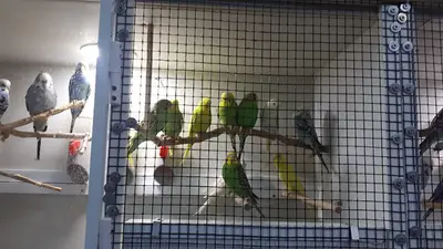 Çamlıkahve muhabbet kuşu