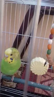 AĞRI KUŞ CENNETİ (petshop ve üretimevi)