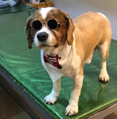 Cennet Pet Kuaför
