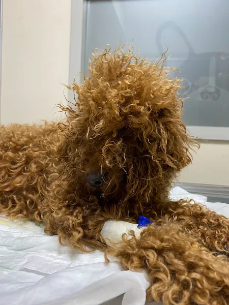 Karpi veteriner kliniği foto 2