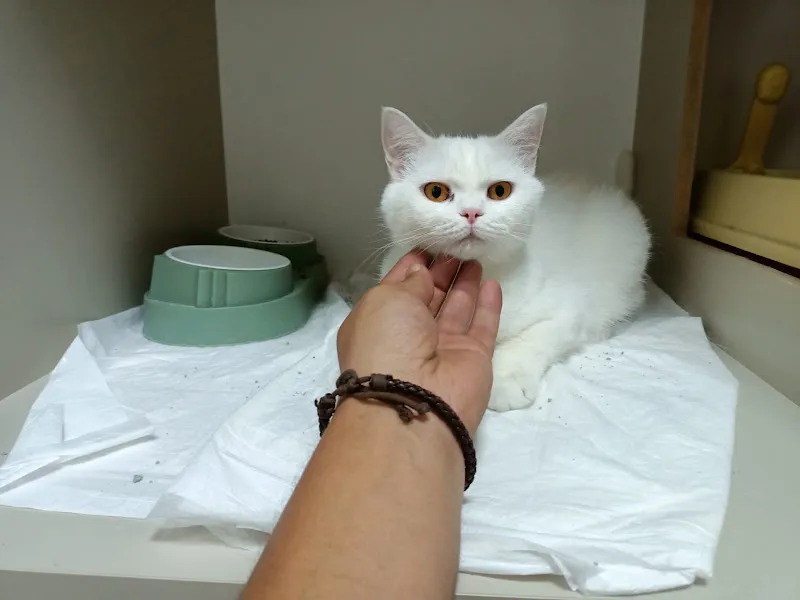 Kurtuluş Veteriner Kliniği foto 2