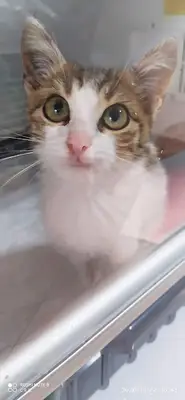 Veteriner Kliniği