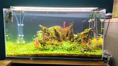 kond aquascaping