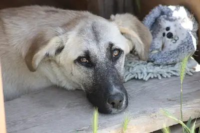 Pati Konak Kedi Köpek Oteli Pansiyonu ve Pet Taksi Nakil Bodrum Milas Muğla
