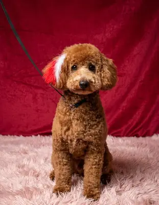 Atakum Kartal Pet Otel