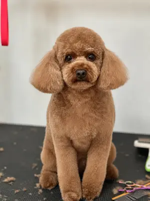 Bomonpet Şişli/Bomonti Pet Kuaför