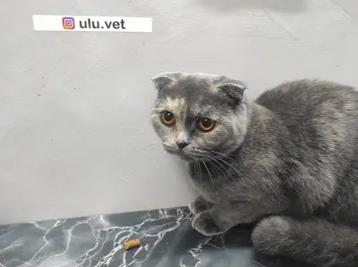 UluVet Veteriner Kliniği