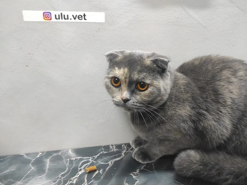 UluVet Veteriner Kliniği foto 1