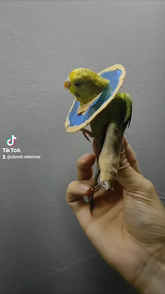 UluVet Veteriner Kliniği foto 2
