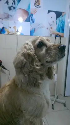 Marmara Veteriner Kliniği
