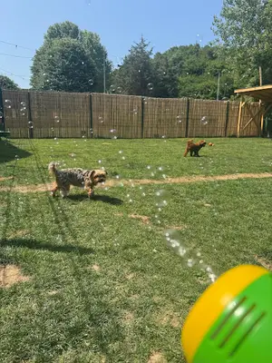 Paw Resort