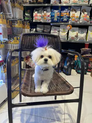 West Side Petshop & Pet Kuaför | Pet Hair Salon & Pet Aksesuar Mama