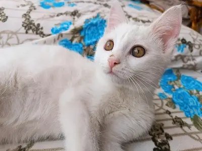 Van pet veteriner kliniği