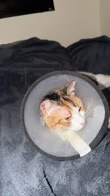 Tars Veteriner Kliniği - Beşiktaş Nöbetçi Acil Veteriner