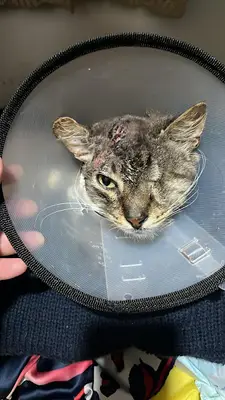 Sultanbeyli SEOS Veteriner Kliniği