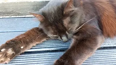 Kedi Bakim Evi