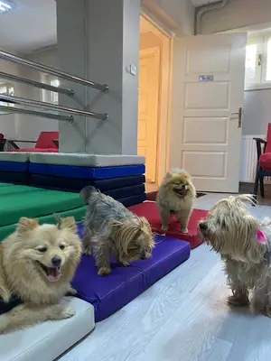 House of Puffy Pet Otel