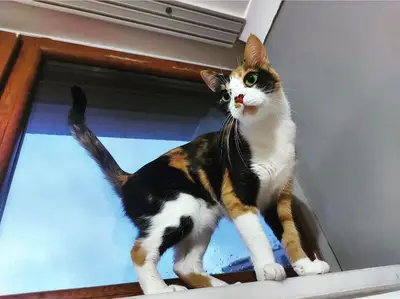 Sevinç Kedi Oteli