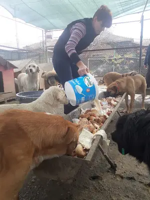 Köpek Bakımevi