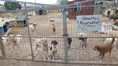 Umutlu Kuyruklar Hayvan Barınağı