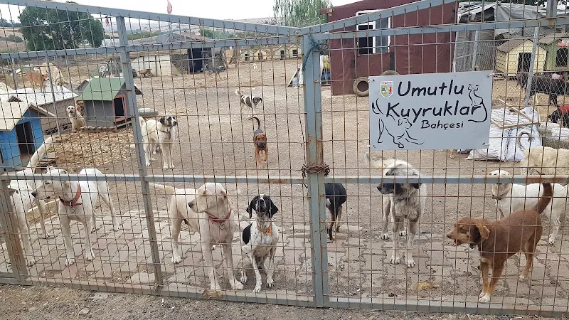 Umutlu Kuyruklar Hayvan Barınağı foto 1