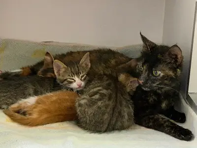 Minik Patiler Veteriner Kliniği