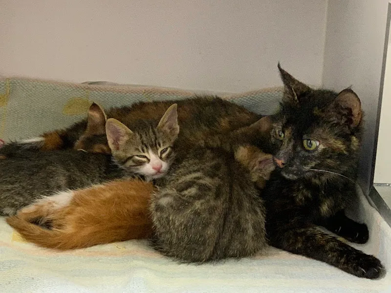 Minik Patiler Veteriner Kliniği foto 1