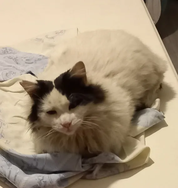Minik Patiler Veteriner Kliniği foto 2
