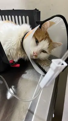 Vetapp Veteriner Kliniği