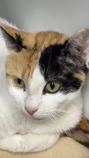 Finn Pet Veteriner Kliniği foto 2