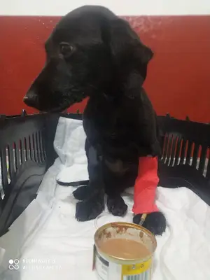 İNANVET Veteriner Kliniği