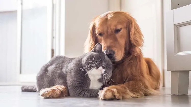 positiveVET veteriner kliniği foto 1