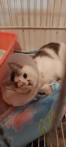 İnterpet Veteriner Kliniği/Batıkent foto 2